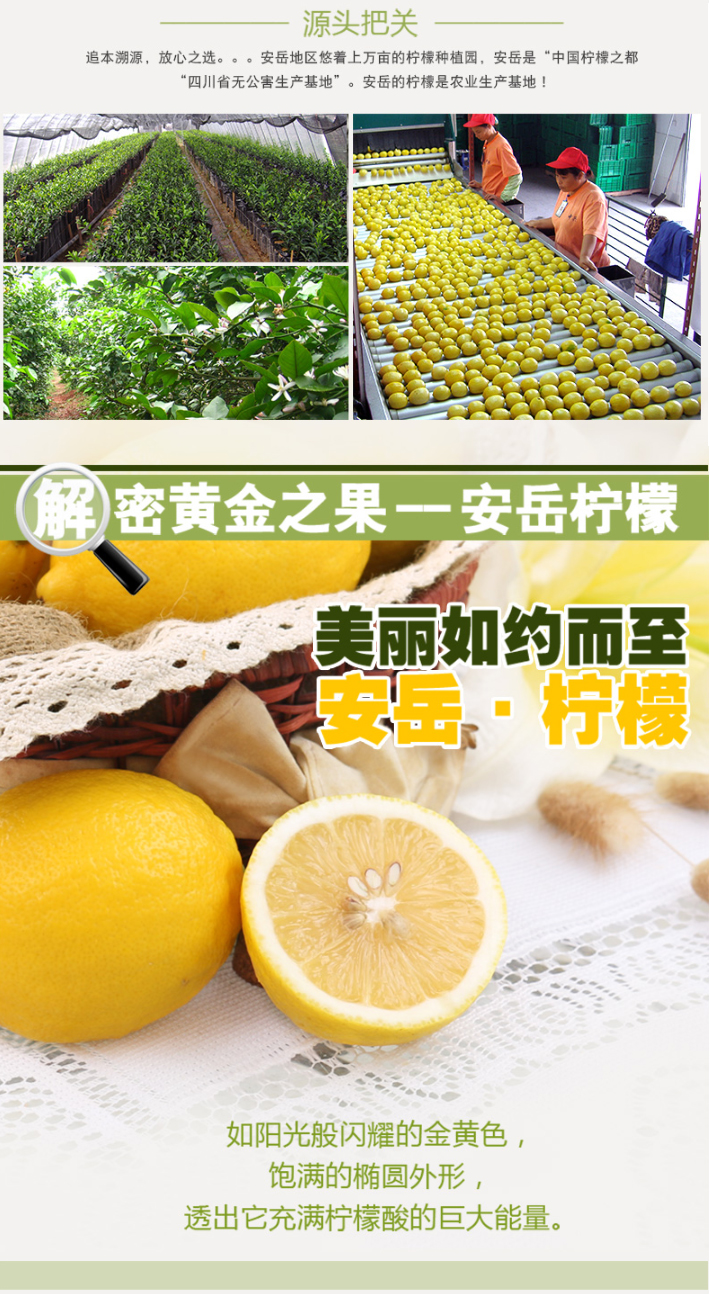 柠檬水果_03.jpg